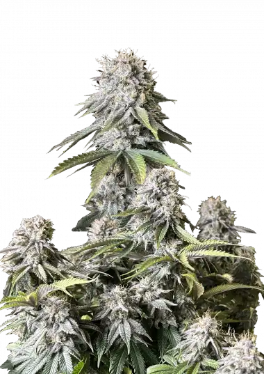 Orange Sherbet FF – 420 Fast Buds – Sortenabbildung