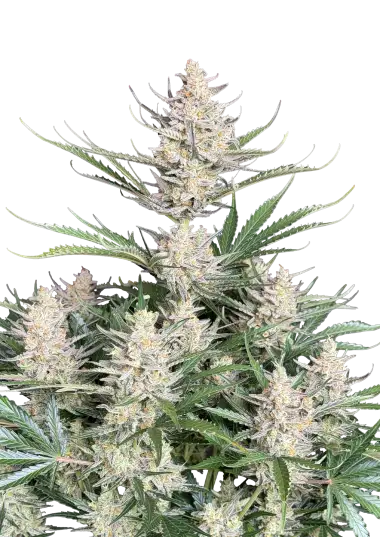Original Auto Big Bud – 420 Fast Buds – Sortenabbildung
