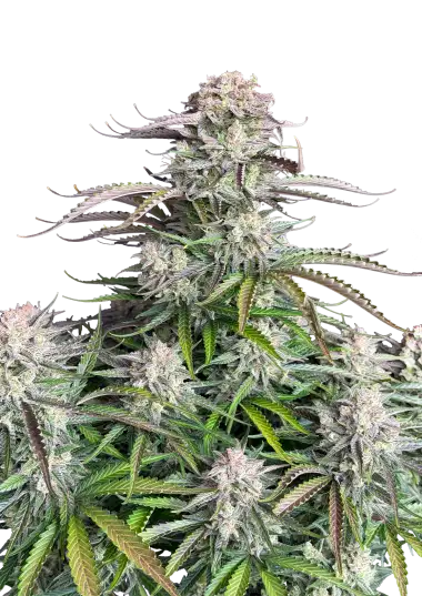 Original Auto Blueberry – 420 Fast Buds – Sortenabbildung