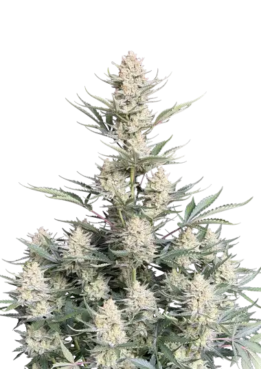 Original Auto BubbleGum – 420 Fast Buds – Sortenabbildung