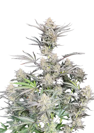 Original Auto Cheese – 420 Fast Buds – Sortenabbildung