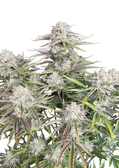 Original Auto Cinderella – 420 Fast Buds – Sortenabbildung