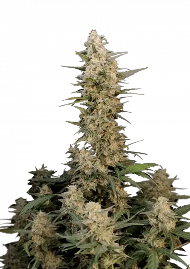 Original Auto Critical – 420 Fast Buds – Sortenabbildung