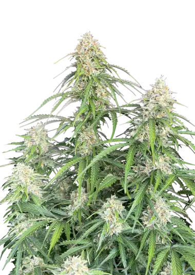 Original Auto Jack Herer – 420 Fast Buds – Sortenabbildung