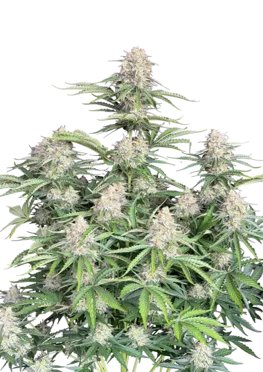 Original Auto Moby Dick – 420 Fast Buds – Sortenabbildung