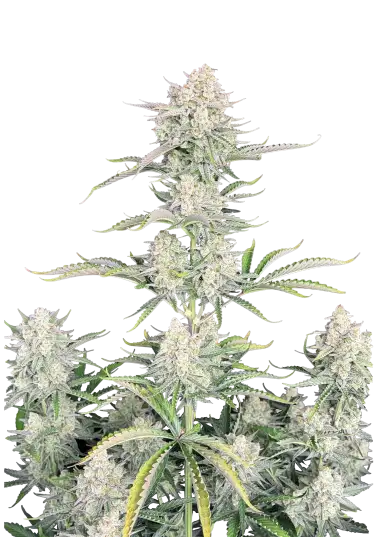 Original Auto OG Kush – 420 Fast Buds – Sortenabbildung