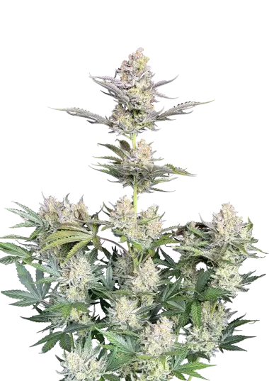 Original Auto Skunk – 420 Fast Buds – Sortenabbildung