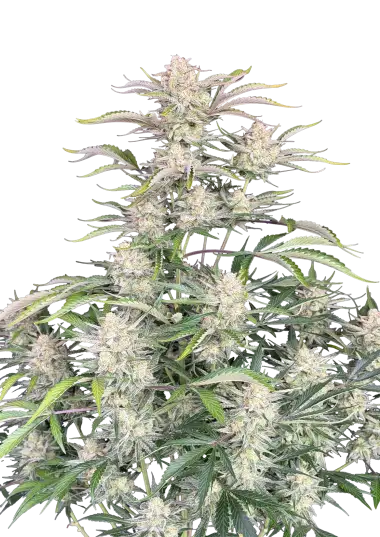 Original Auto Sour Diesel – 420 Fast Buds – Sortenabbildung