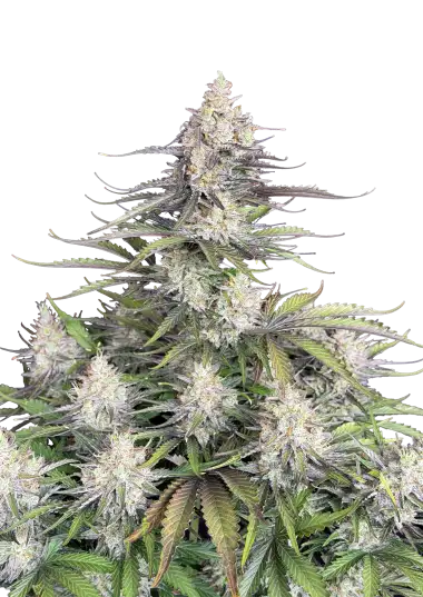 Original Auto Trainwreck – 420 Fast Buds – Sortenabbildung