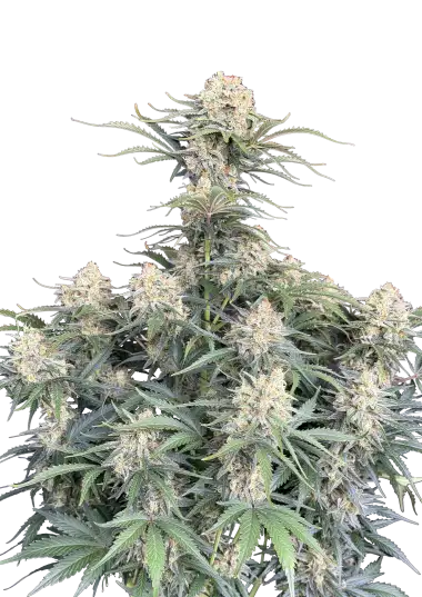 Original Auto White Widow – 420 Fast Buds – Sortenabbildung