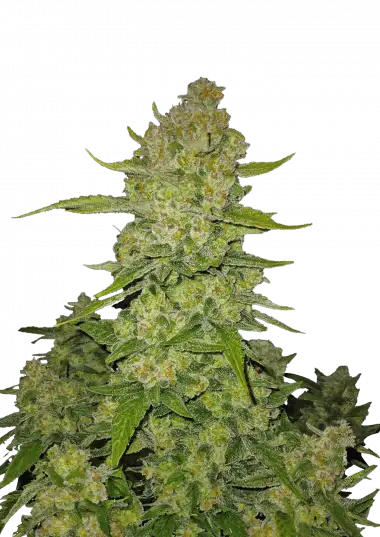 Papaya Cookies Auto – 420 Fast Buds – Sortenabbildung