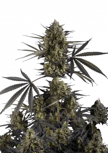 Pound Cake Auto – 420 Fast Buds – Sortenabbildung