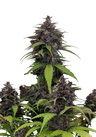 Purple Haze Auto – 420 Fast Buds – Sortenabbildung
