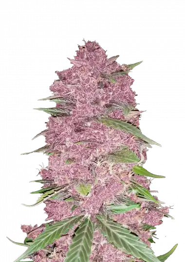 Purple Lemonade Auto – 420 Fast Buds – Sortenabbildung