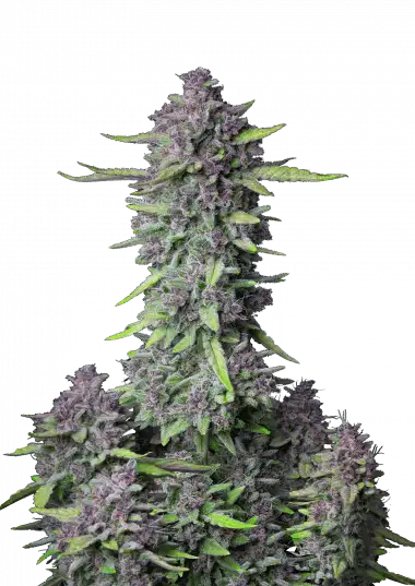 Purple Punch Auto – 420 Fast Buds – Sortenabbildung