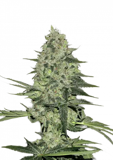 Rhino Ryder Auto – 420 Fast Buds – Sortenabbildung