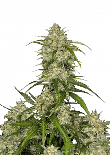 Sour Jealousy Auto – 420 Fast Buds – Sortenabbildung