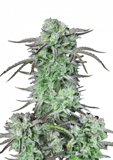 Strawberry Banana Auto – 420 Fast Buds – Sortenabbildung