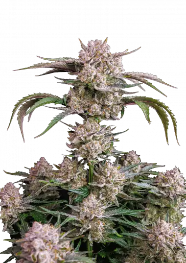 Strawberry Gorilla Auto – 420 Fast Buds – Sortenabbildung