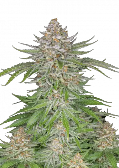Strawberry Pie Auto – 420 Fast Buds – Sortenabbildung