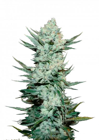 Tangie Auto – 420 Fast Buds – Sortenabbildung