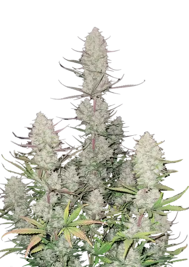 Tropicana Cookies Auto – 420 Fast Buds – Sortenabbildung
