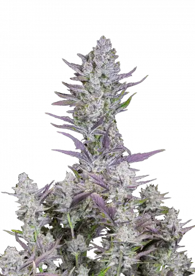 Wedding Glue Auto – 420 Fast Buds – Sortenabbildung