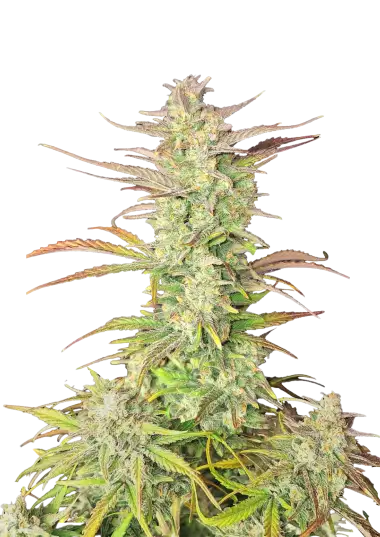 Z-Up Auto – 420 Fast Buds – Sortenabbildung