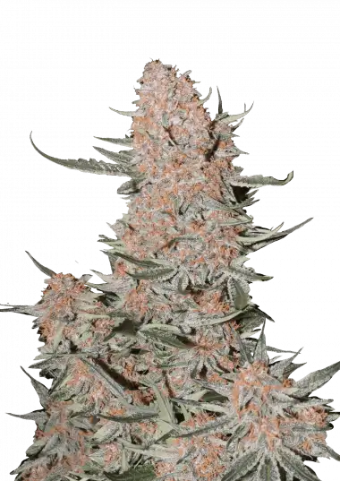 Ztrawberriez Auto – 420 Fast Buds – Sortenabbildung