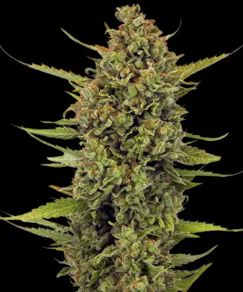 Acapulco Gold – Barney’s Farm – Sortenabbildung