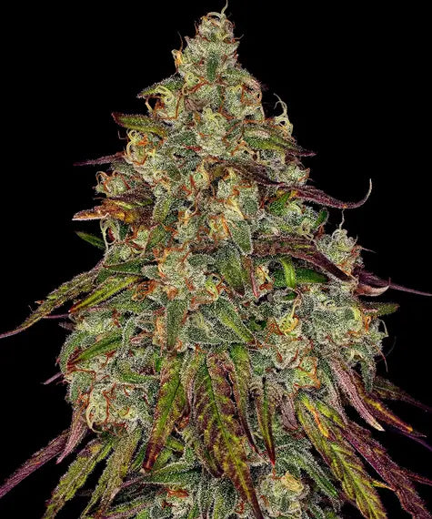 Amnesia Lemon – Barney’s Farm – Sortenabbildung