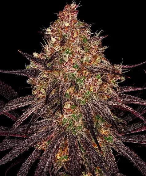 Ayahuasca Purple – Barney’s Farm – Sortenabbildung