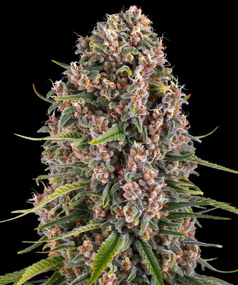 Blue Cheese – Barney’s Farm – Sortenabbildung