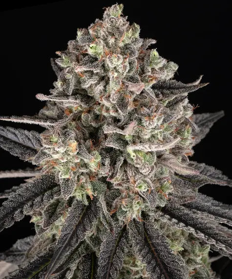 Blue Dream – Barney’s Farm – Sortenabbildung