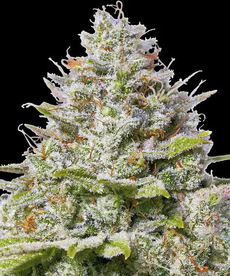Blue Gelato 41 – Barney’s Farm – Sortenabbildung