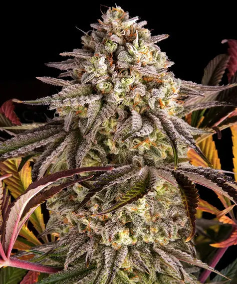 Blue Sunset Sherbert – Barney’s Farm – Sortenabbildung