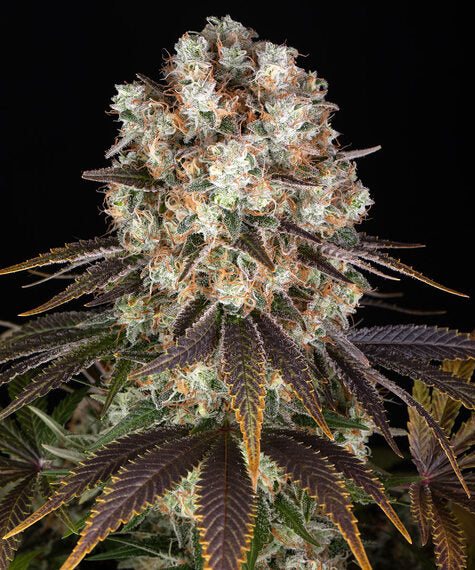 Bruce Banner – Barney’s Farm – Sortenabbildung
