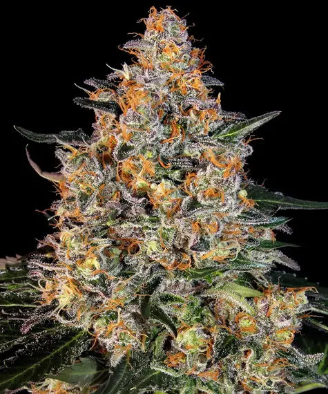 Bubba Kush – Barney’s Farm – Sortenabbildung