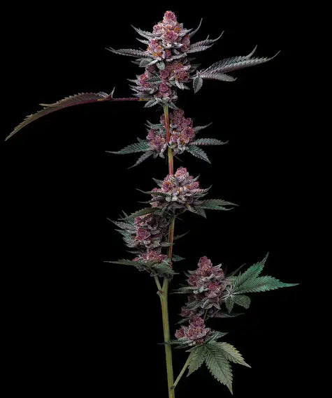 Cherry Poppers – Barney’s Farm – Sortenabbildung