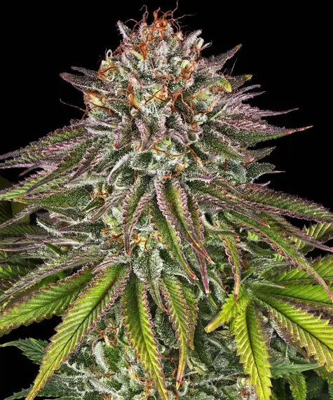 Critical Kush – Barney’s Farm – Sortenabbildung