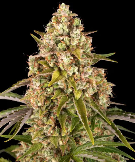 Critical Kush Auto – Barney’s Farm – Sortenabbildung