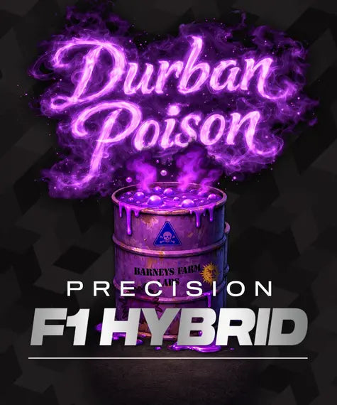 Durban Poison – Barney’s Farm – Sortenabbildung