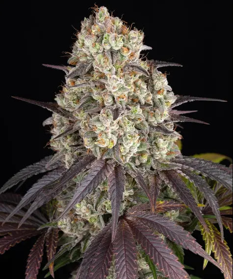 Gary Payton – Barney’s Farm – Sortenabbildung