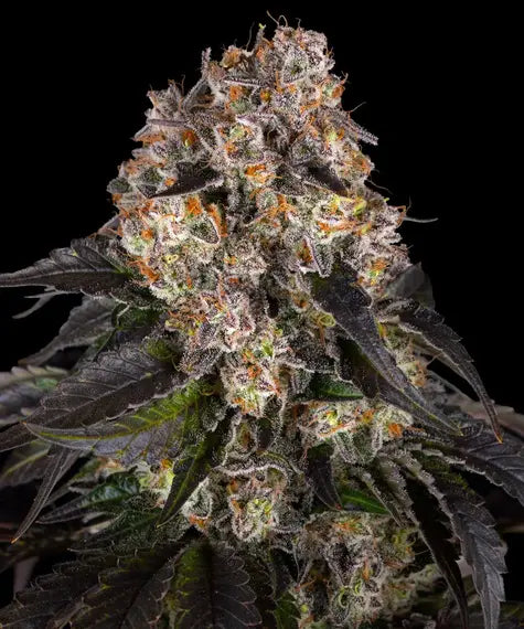 Girl Scout Cookies – Barney’s Farm – Sortenabbildung