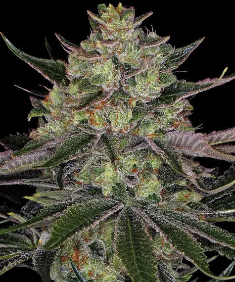 Gorilla Zkittlez – Barney’s Farm – Sortenabbildung