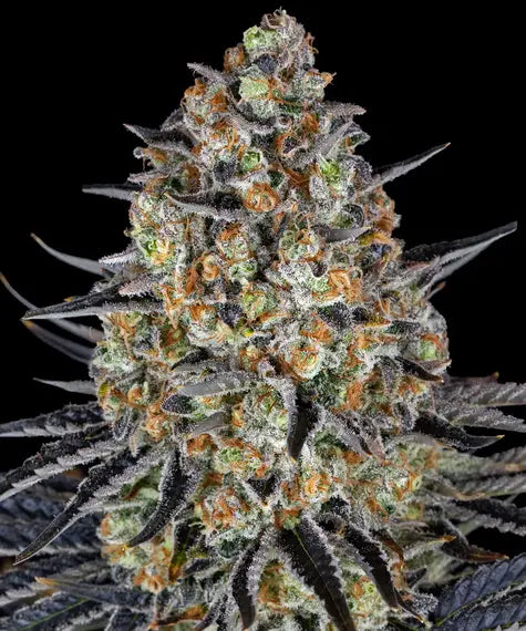 LSD – Barney’s Farm – Sortenabbildung