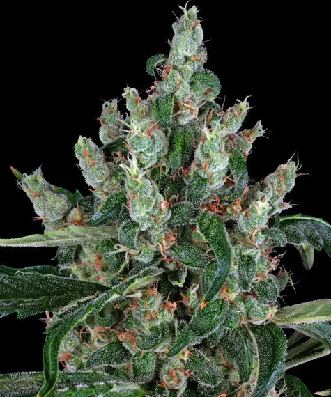 Laughing Buddha – Barney’s Farm – Sortenabbildung
