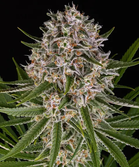 Lemon Haze Auto – Barney’s Farm – Sortenabbildung