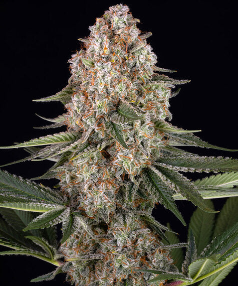 Mendo Breath – Barney’s Farm – Sortenabbildung