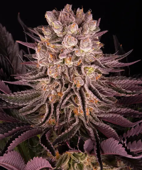 Mimosa x Orange Punch – Barney’s Farm – Sortenabbildung
